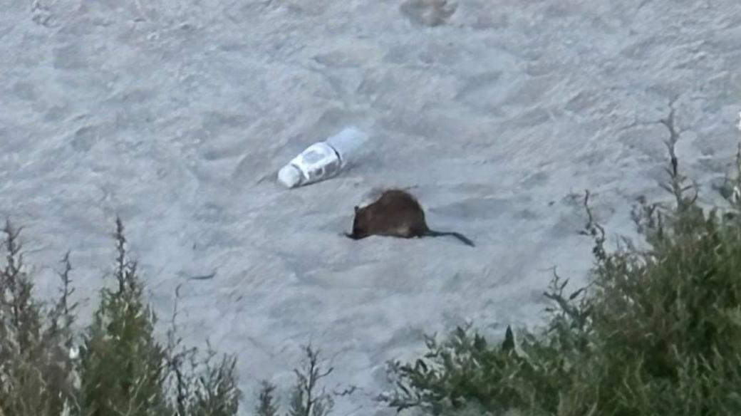 A slightly grainy image of a brown rat on Millisle Beach. It is sitting in the sand next to a empty plastic bottle, with some grass in the distance.