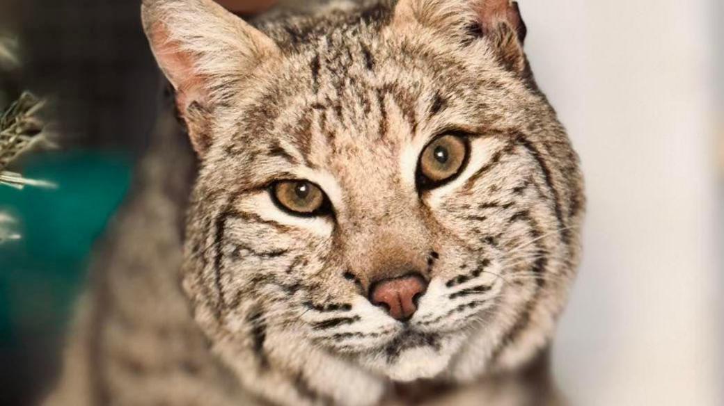 A bobcat looks into the camera