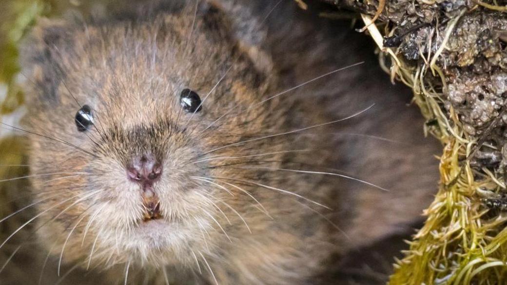 A water vole stares out from a burrow on the river bank partially submerged in water