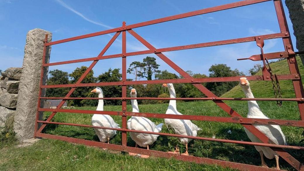 Four geese stare out from the bars of a red gate in a field. A stone pillar is visible on the left of the picture.