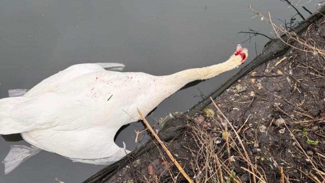 A dead swan, killed by a ball bearing fired by a catapult, lies in water in Beddington Park, Sutton, South London, a bloodied head injury visible.