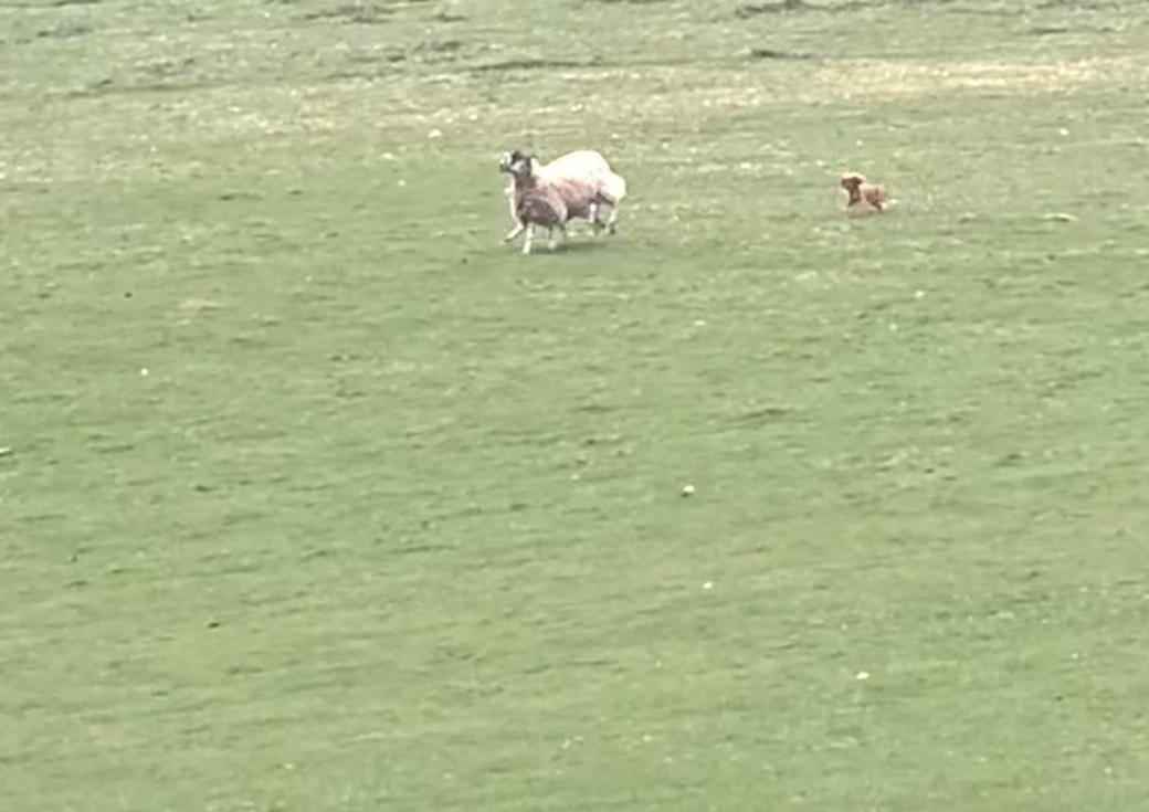Dog chasing ewe in field