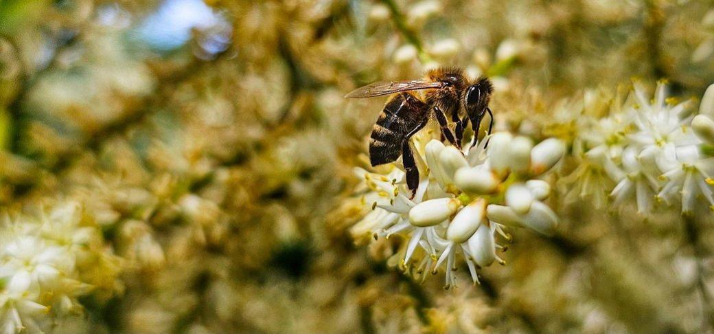 A flying insect hovers over the white buds of a plant. The insect has wings and a black and yellow body similar to a wasp.