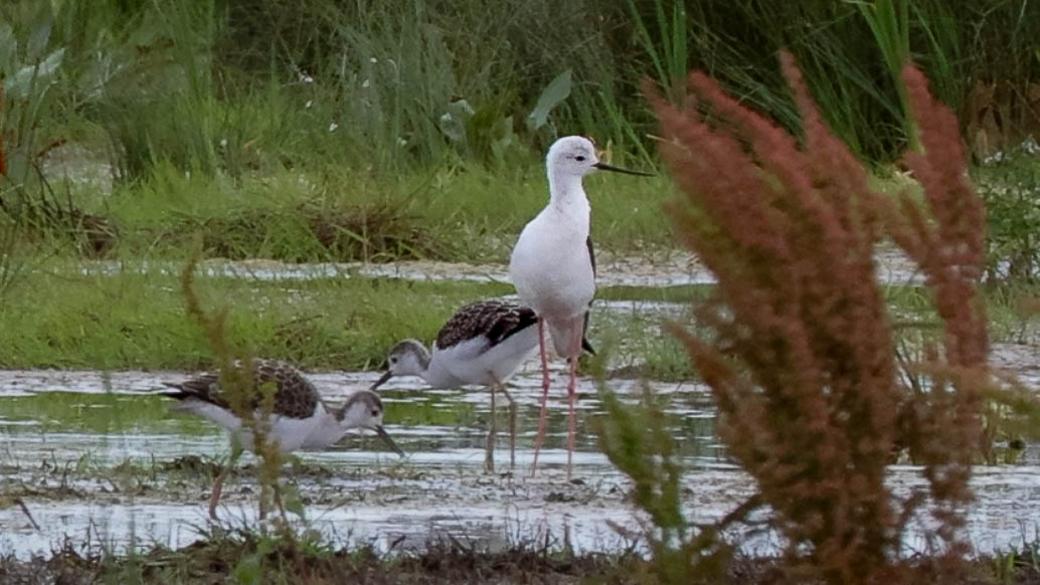 A black-winged stilt and her two chicks