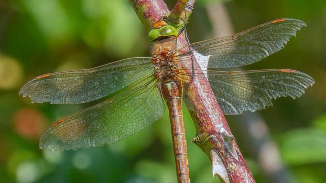 An image of the Norfolk Hawker dragonfly on a plant with a green background.