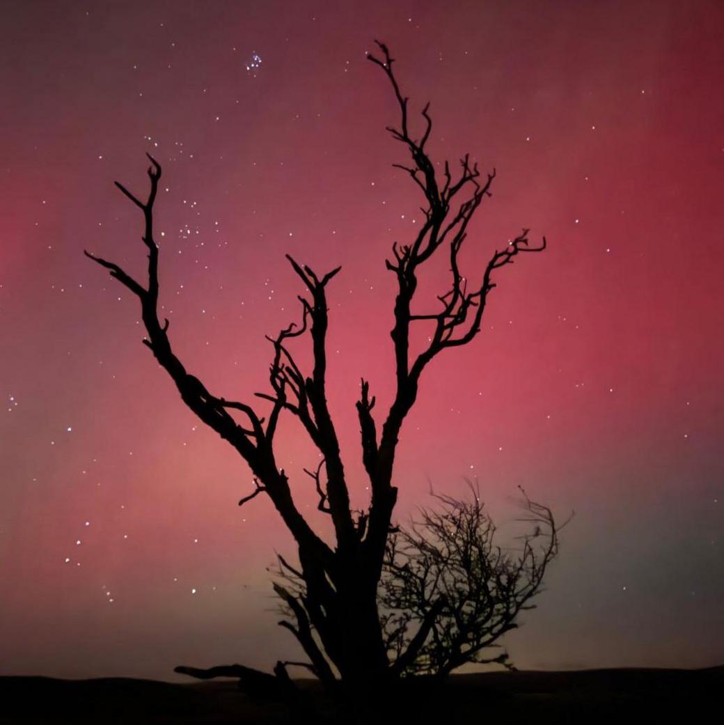 The silhouette of a tree against a pink display of the aurora. The sky is also full of bright stars. 