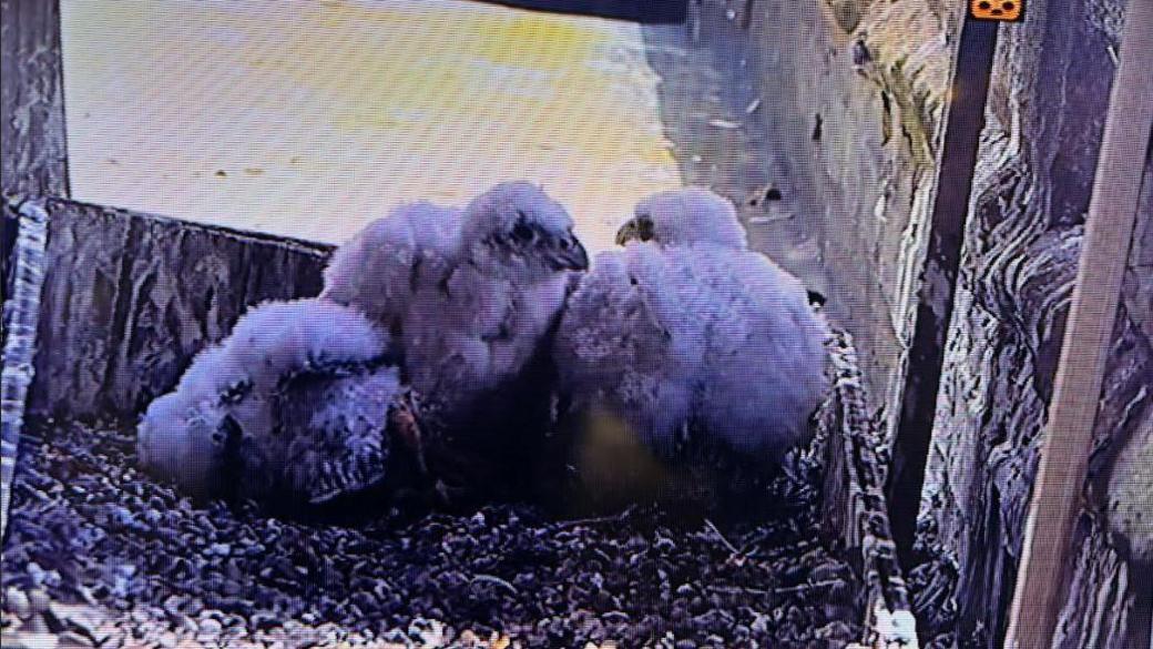 An image from a live camera feed of three fluffy peregrine falcon chicks huddled together in a nest box. The nest is lined with gravel.