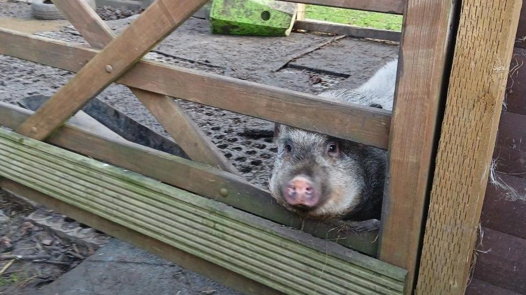 A black pig staring out of a wooden fence. 