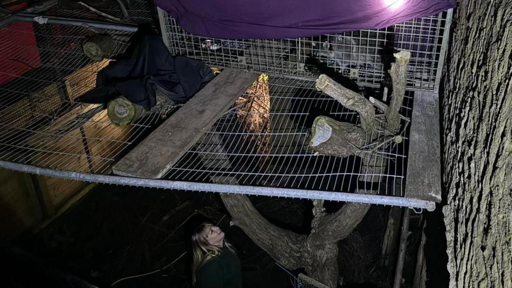 A zoo keeper is looking up a tree to a cage where a racoon can be seen 