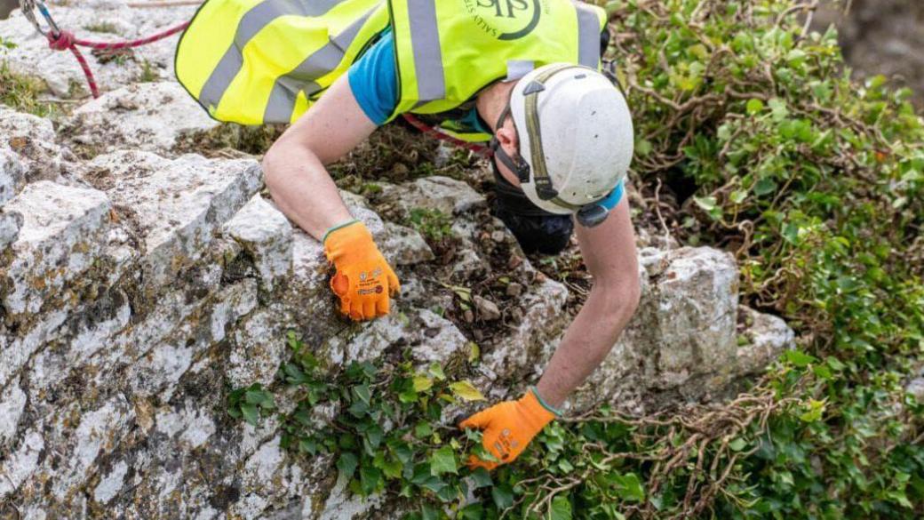 A person wearing a white hard hat, hi-vis vest and orange gloves leaning over a stone wall and pulling ivy off from the other side