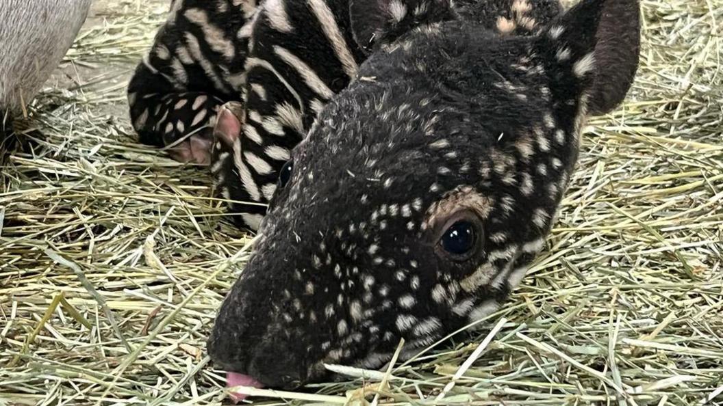 Close-up of the baby tapir.