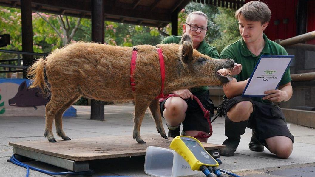 Zookeepers weighing pig. 