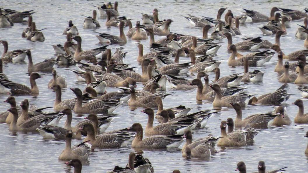 A large number of pink-footed geese in the water at Martin Mere