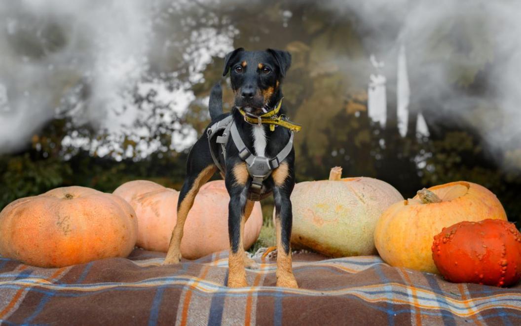 A medium-sized black and brown dog wearing a harness stands on a brown blanket with blue and orange stripes. Behind the dog are an array of five pumpkins in different shades of orange. The dog is outdoors and standing in front of trees and autumnal mist.