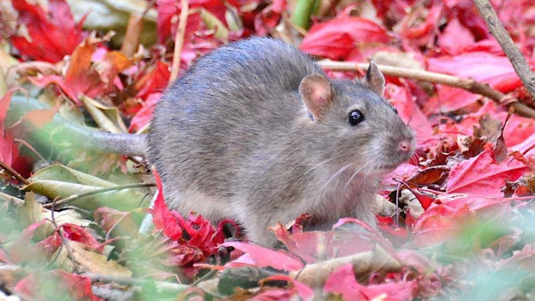 A small mouse looks attentively while standing on a bed of red leaves in between som branches.