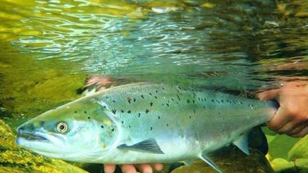 Salmon being released