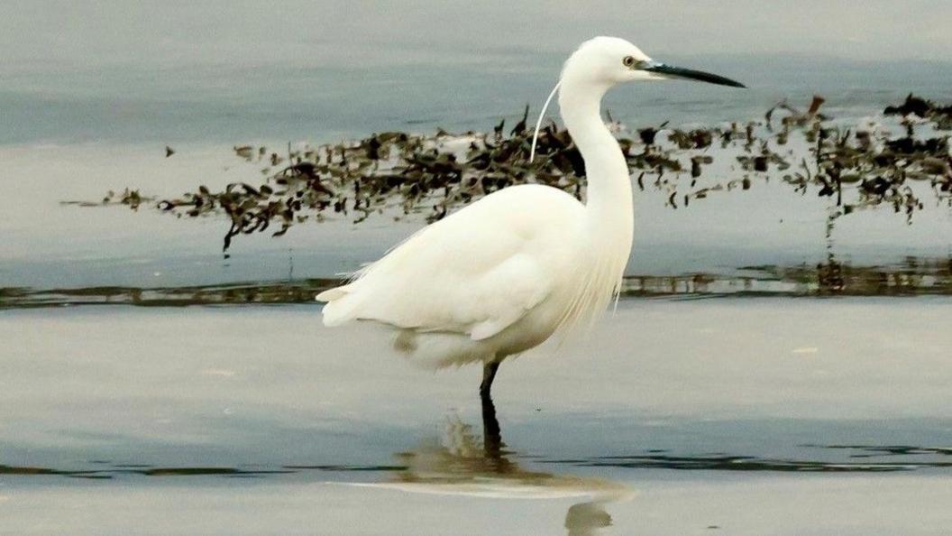 An egret stands in the water at Rhu Bay near Helensburgh. The bird is white with a long neck, black beak and eyes and black legs and feet. It has one long thin feather coming out of the back of its neck and almost reaching its body and several on its breast hanging over its lower body. The water is still, with plants in the background and clear. Two small waves can be seen rolling towards the shore.