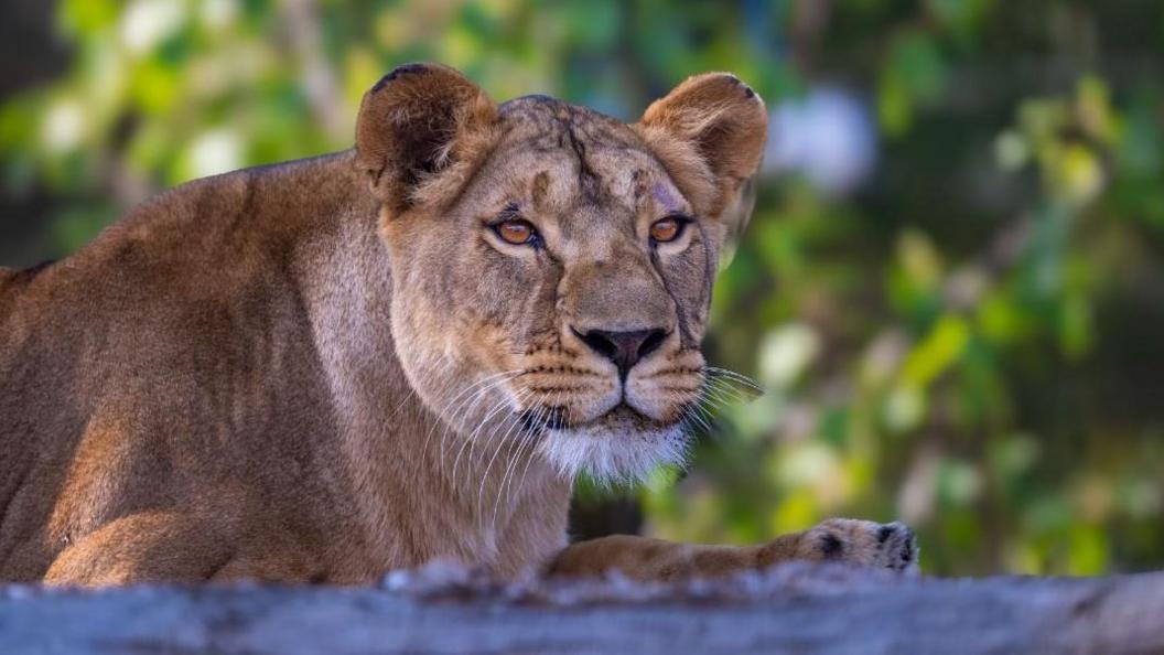 Lioness Yuna pictured outside in her enclosure at The Big Cat Sanctuary