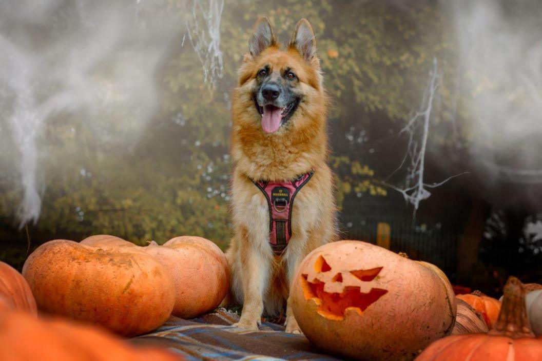 A large fluffy brown German shepherd is sat with its tongue out, wearing a red harness. Several pumpkins are next to the dog, including one with a scary Halloween face cut into it. In the background, there are trees and atmospheric cobwebs.