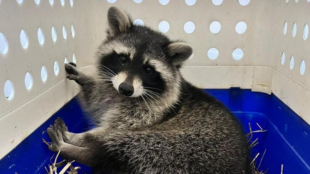 Racoon in a box looking at the camera