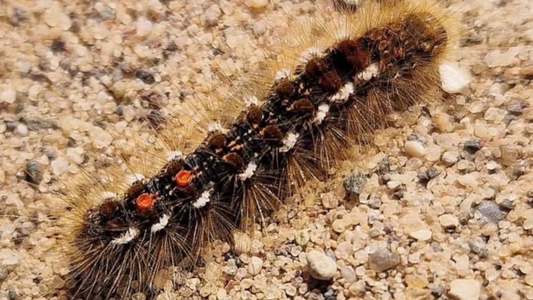 A close up image of a brown tail caterpillar. Hairs protrude from the caterpillar, which is brown/black, with two orange spots on the top.