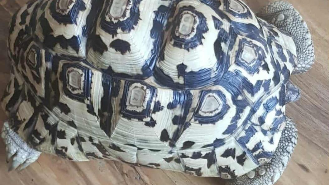 A tortoise with a cream and brown swirling pattern on its shell. She is standing on a hard wooden floor.