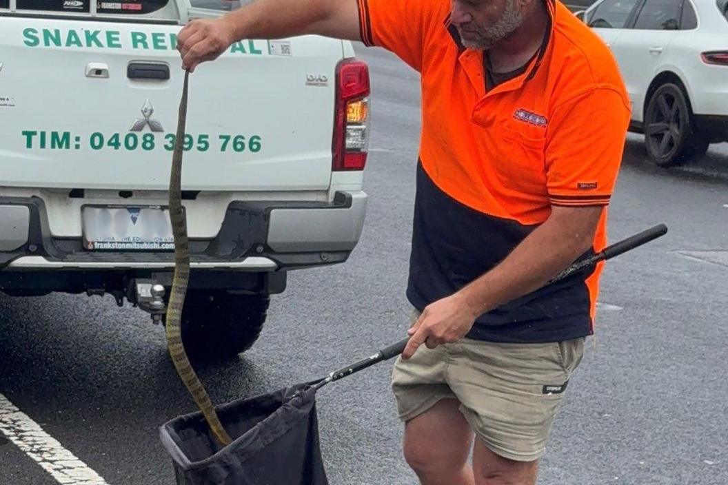 A man holds the end of the tiger snake by its tail as he puts it in a black sack on the end of a pole