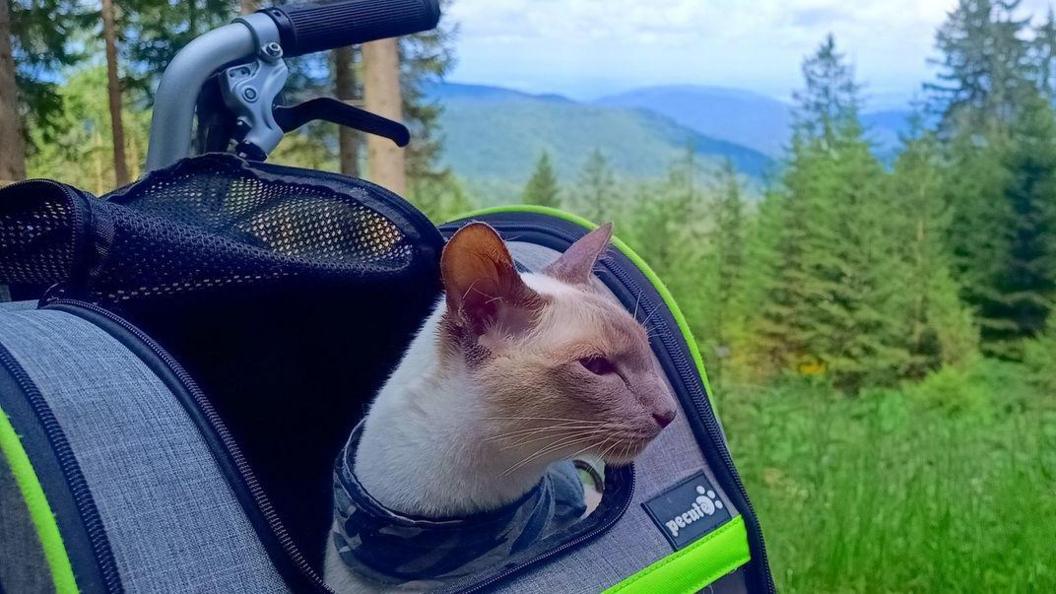 Felix the cat in a backpack on a bicycle in a forest