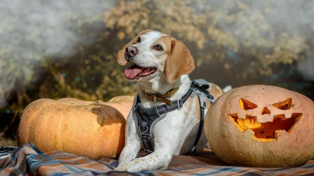 A dog between two pumpkins