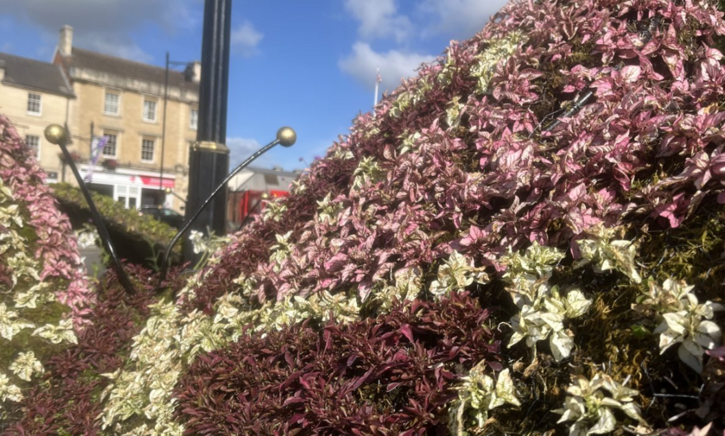 A close up of the butterfly display