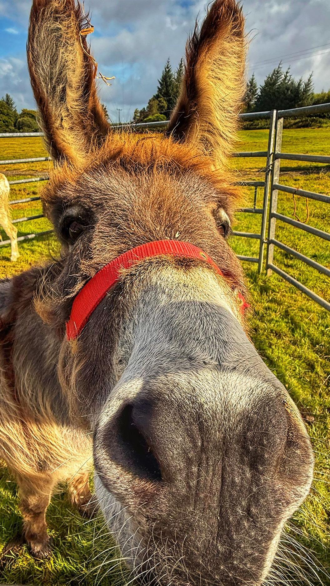 Extreme close up of a donkey's face in a penned off area of a field