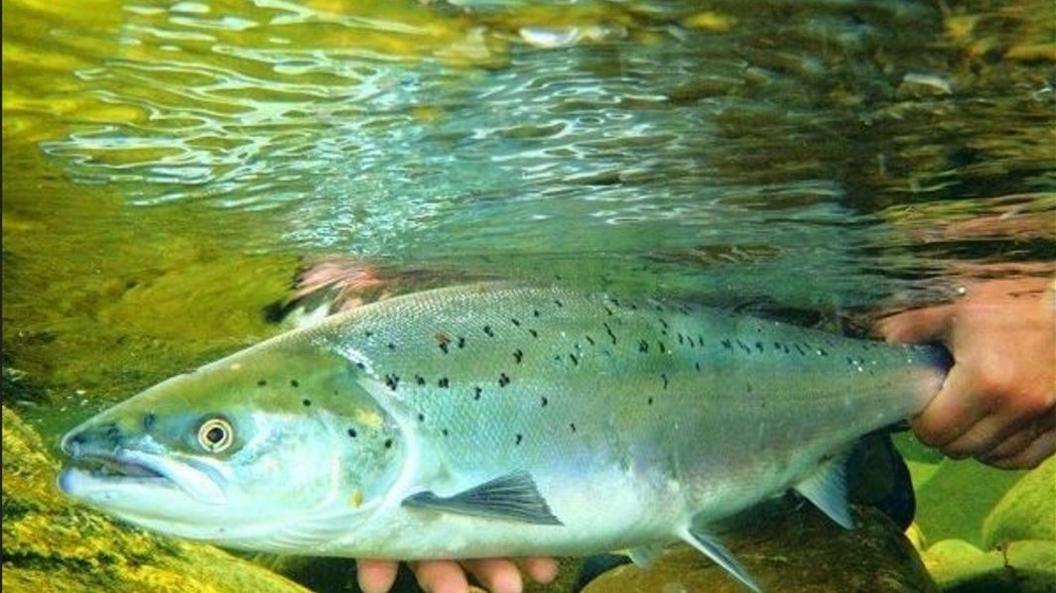 Salmon being released