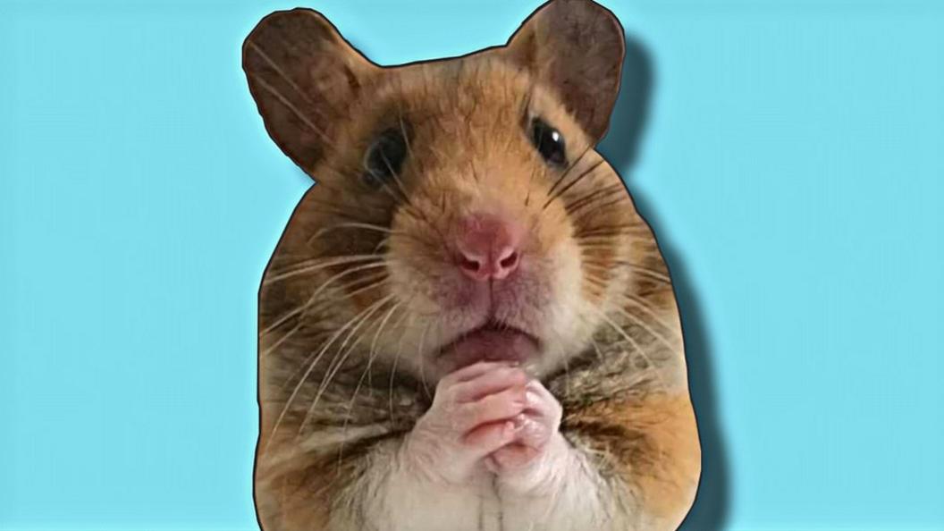 Hamster.