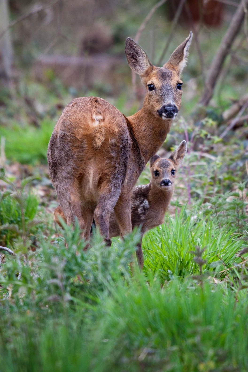 Roe deer (Capreolus capreolus) Sherfield on Loddon, England