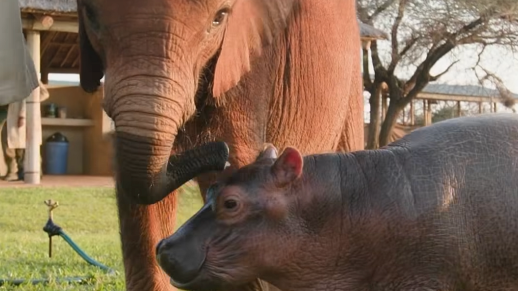 Wangalla and Bumpy