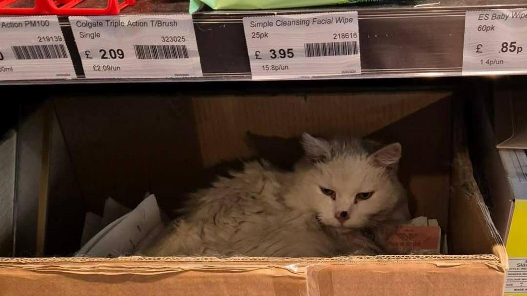 Pixie the cat lying in a box in a shop, the image is dark as she is nearly hidden. 