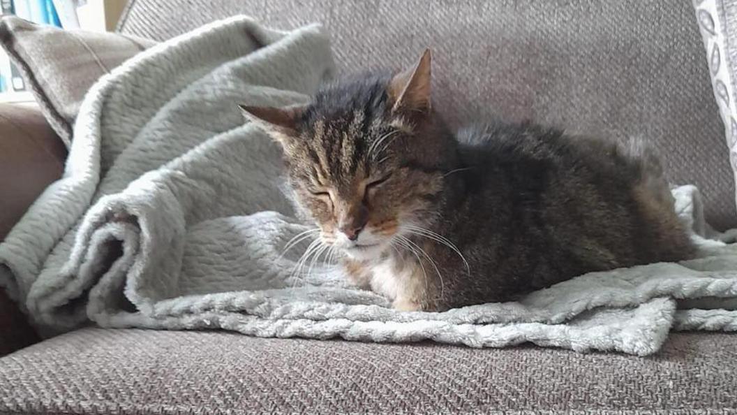 A tabby cat cuddles up on a blanket on a sofa.