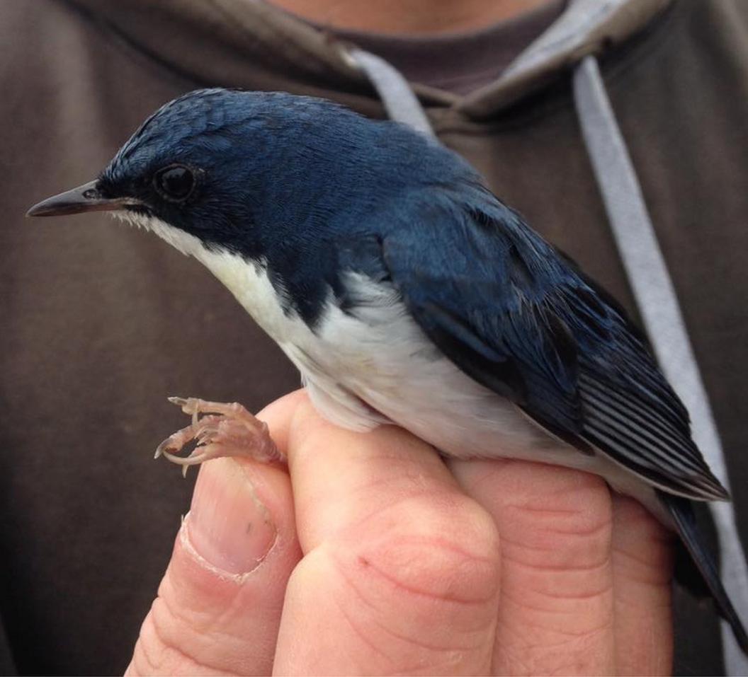 Siberian blue robin