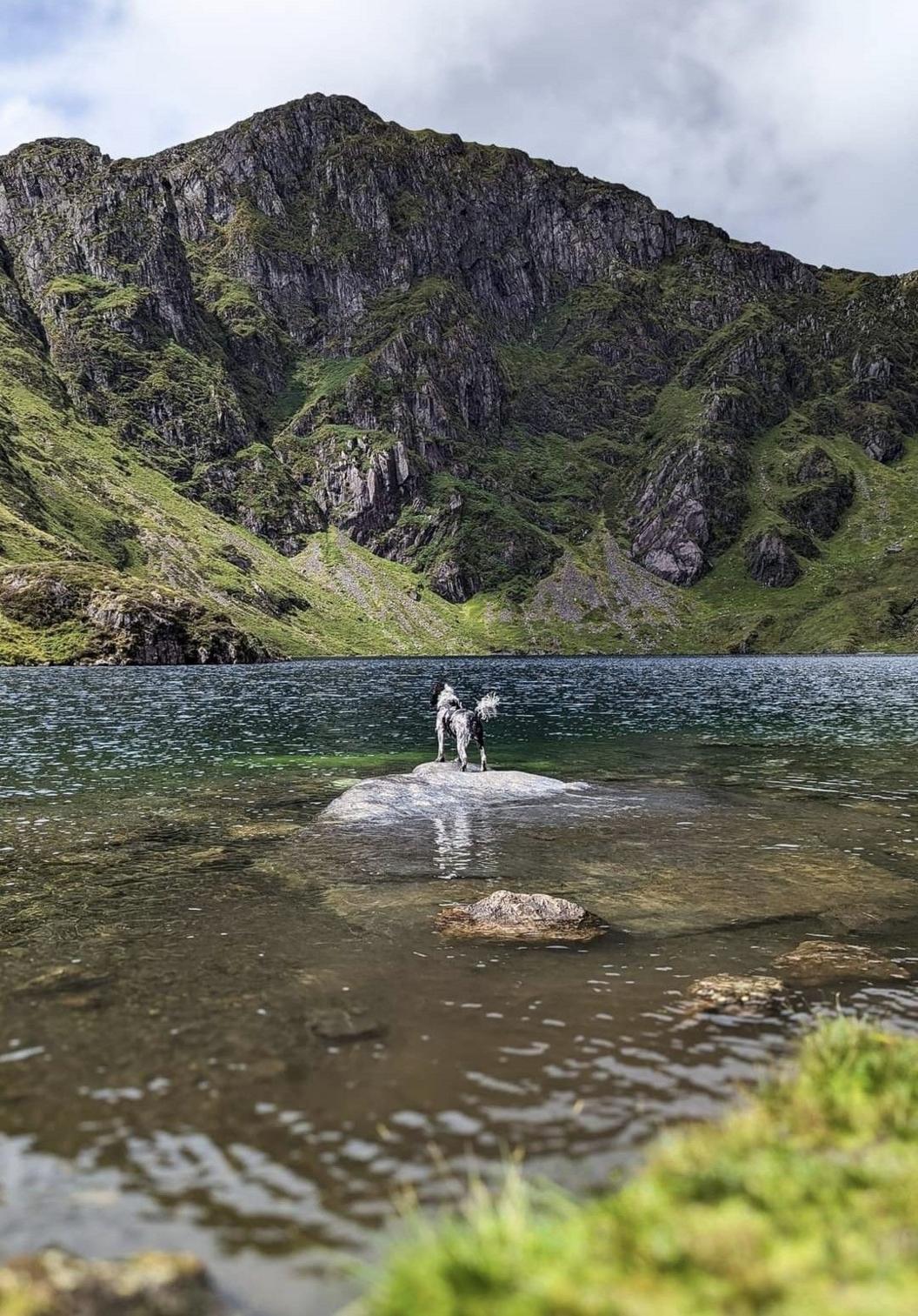 A dog stands on a rock in a lake beneath a mountain