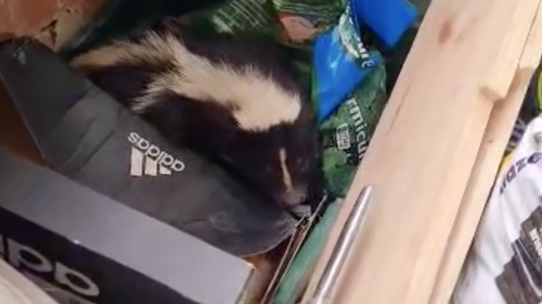 Barney hiding by a cardboard box 