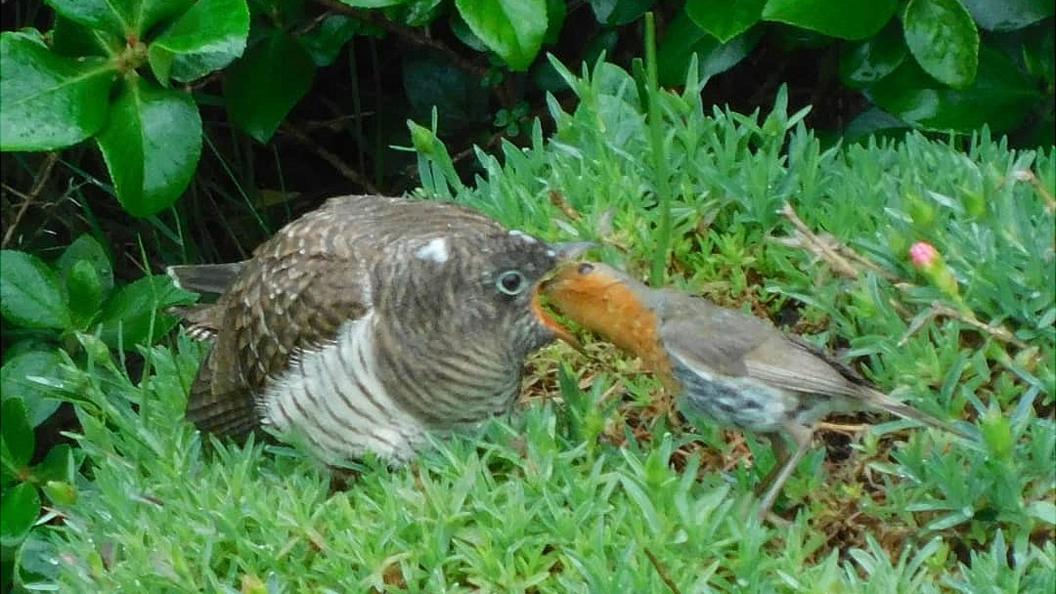 Robin and cuckoo