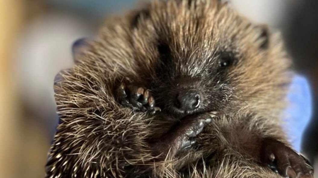 Close up of a spiky hedgehog, which is balled up, being held in the palm of a persons gloved hand. It Is a mix of dark and light brown and its small hands and feet are pointing up towards the camera. Its face is also looking up to the camera lens. 