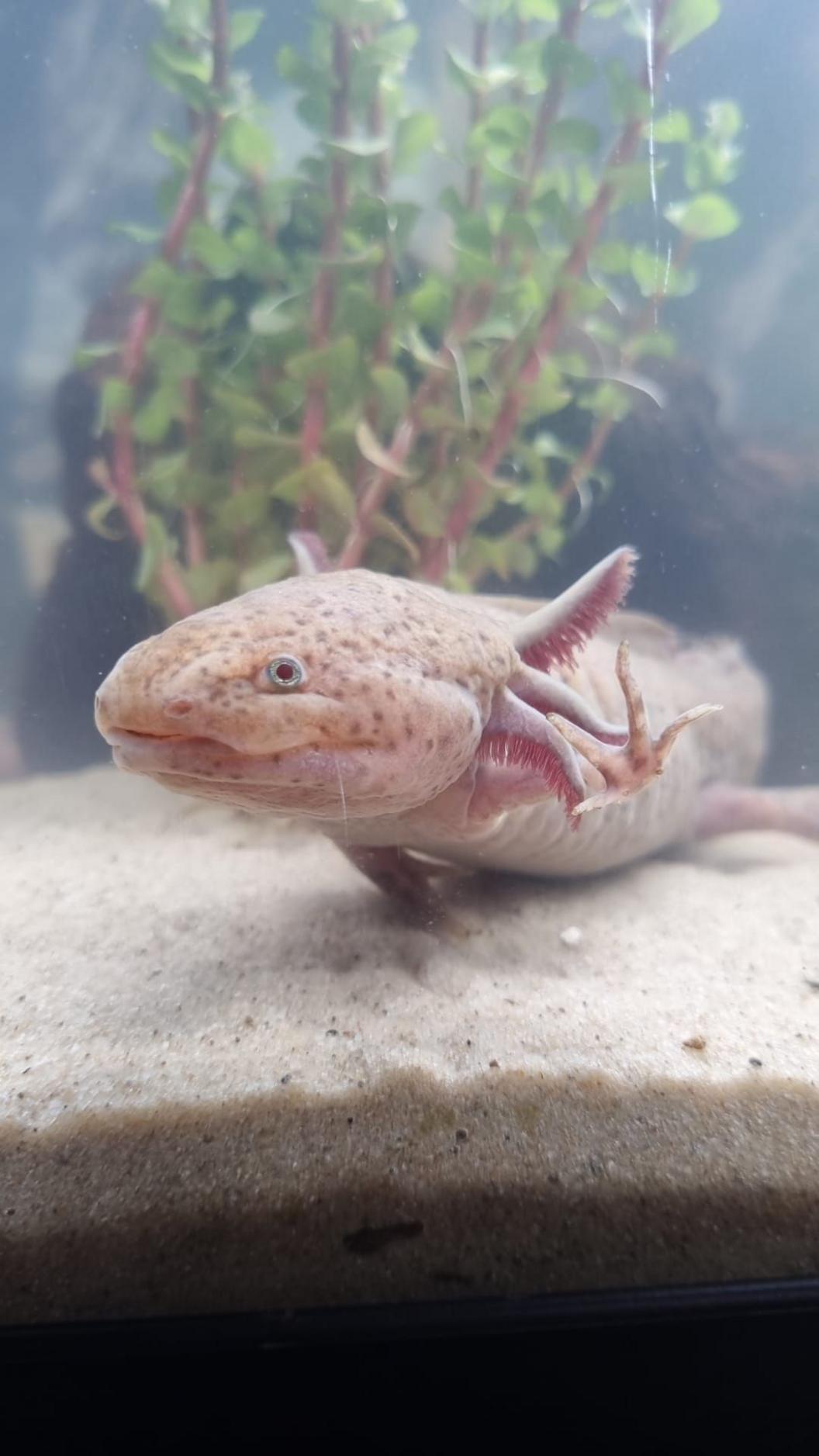 A picture of the rescued axolotl, which has a freckled head. 