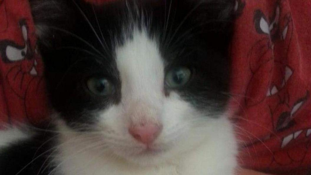 A close-up photo of a black and white kitten's face