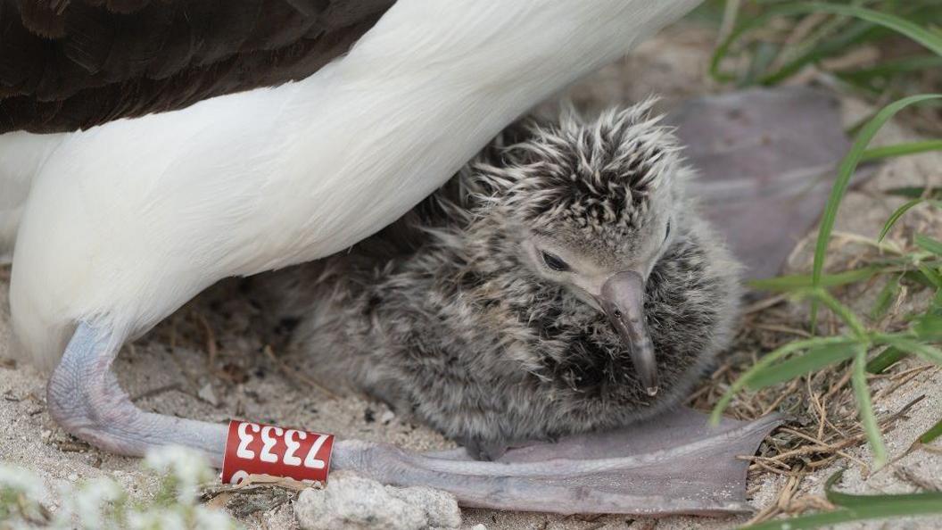 Laysan albatross chick. 