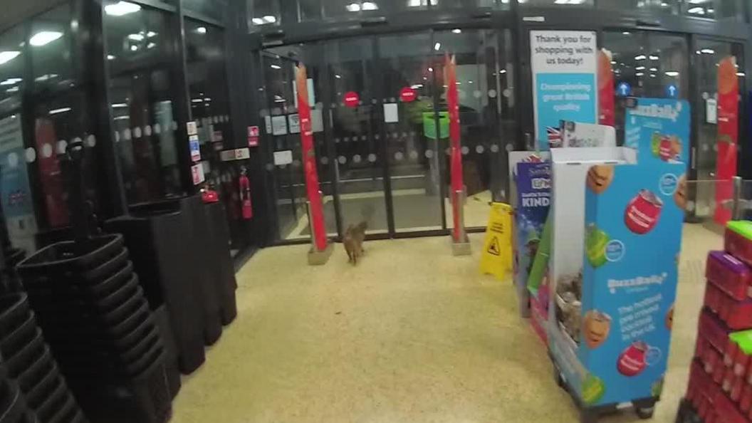 CCTV footage of a cat inside Aldi. She is near closed automatic doors. 