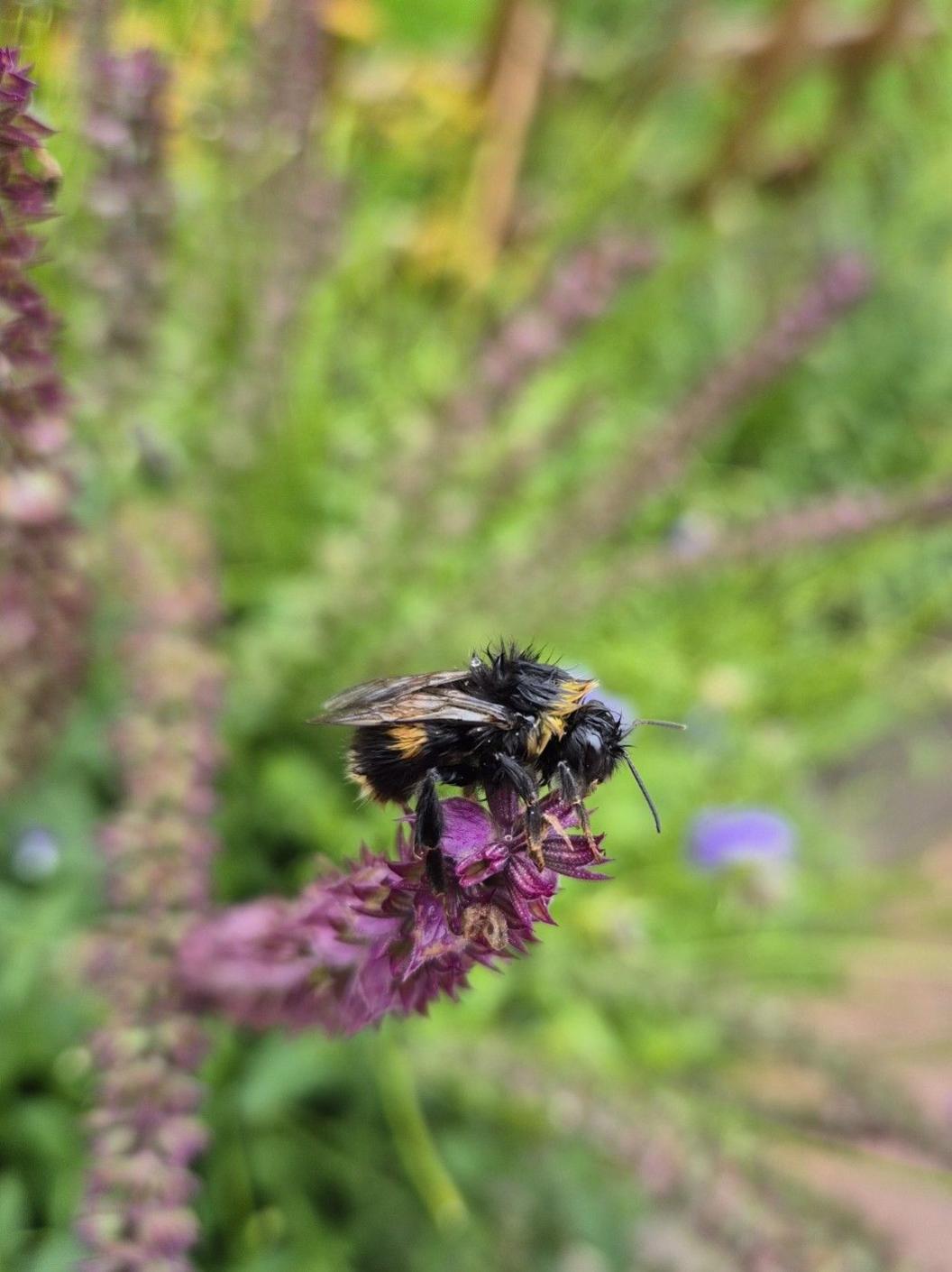 Close up of a bee perched on a purple flower - the rest of the garden is out of focus in the background but looks very green with other flowers scattered around.