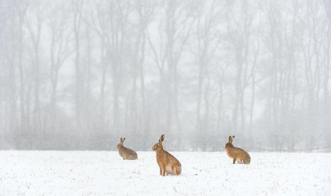 Brown hares in the snow