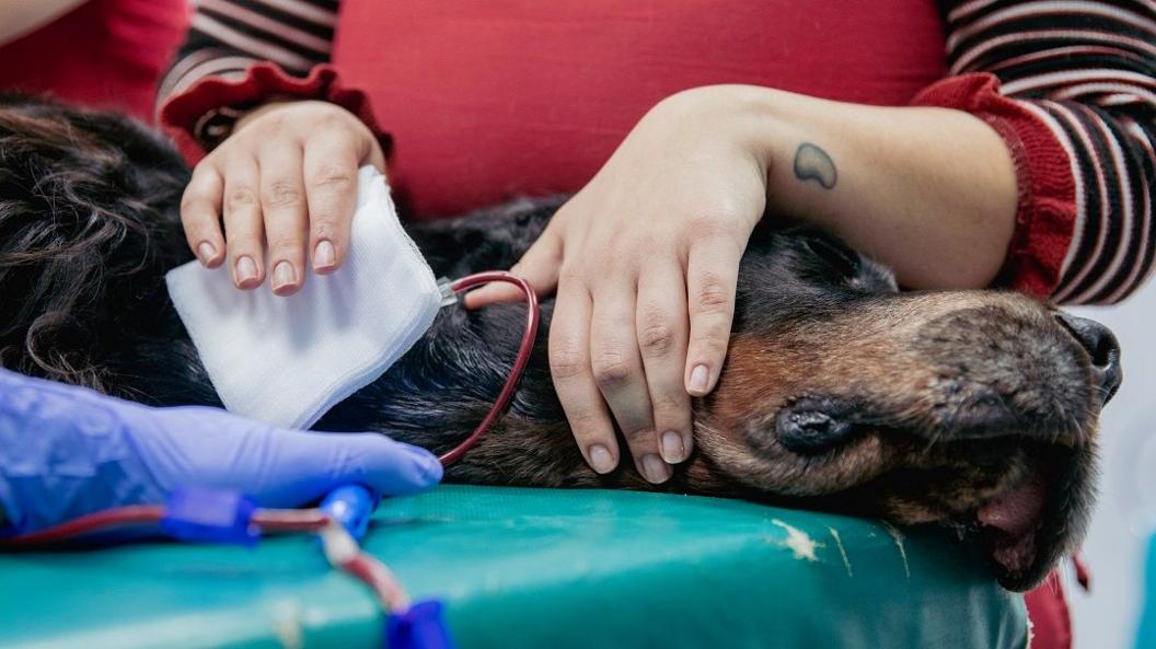 A Gordon Setter has a red blood-filled tube coming from his neck. He is laying down with a woman's hands comforting him.