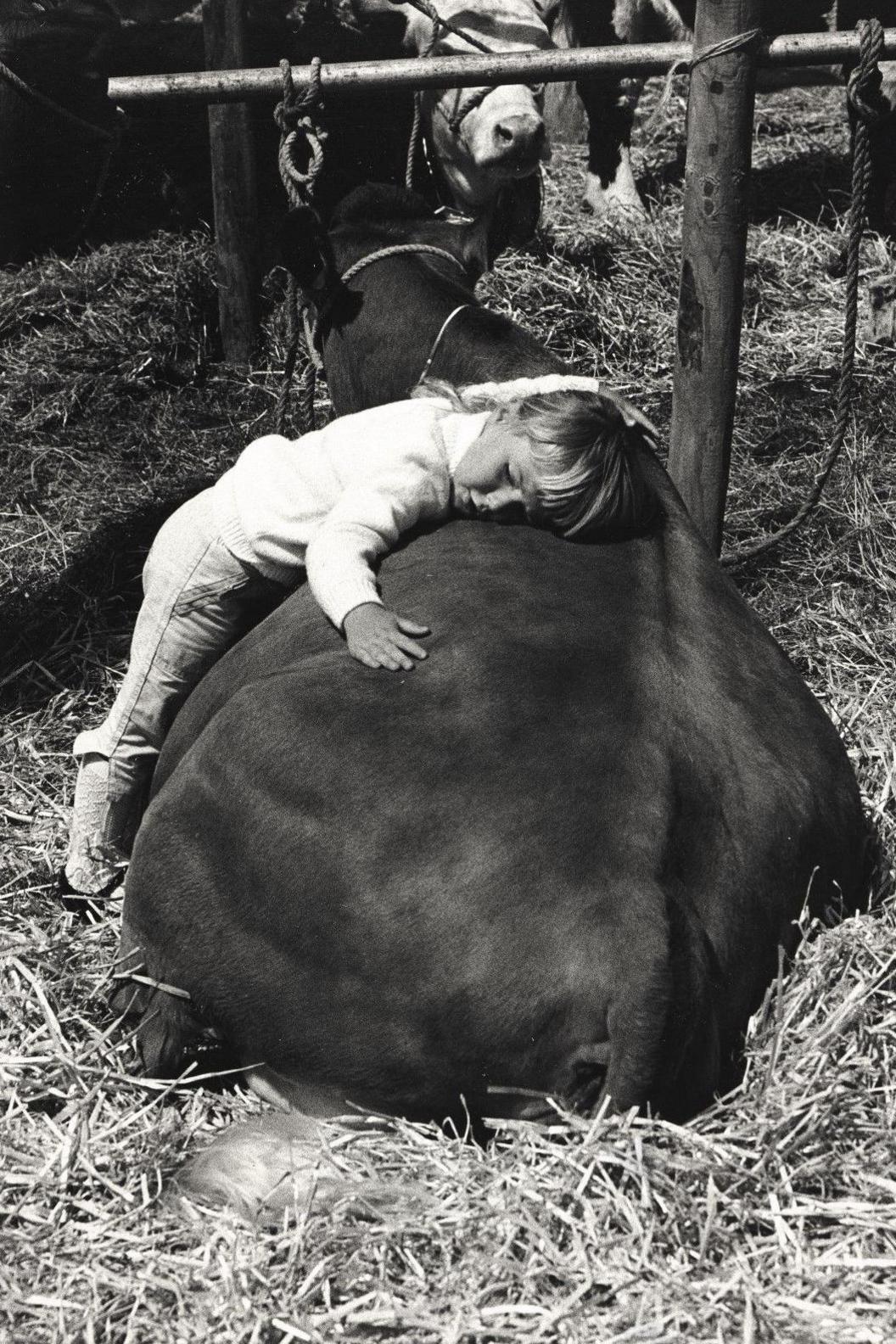 Llun o ferch ifanc yn cysgu tra'n pwyso ar gefn buwch sy'n gorwedd ar y llawr. 